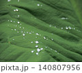 葉に付いた水滴 140807956