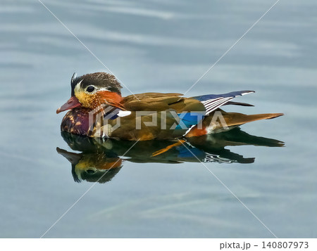 The Mandarin duck (Aix galericulata), known for its bright and unusual plumage. The Mandarin duck (Aix galericulata), known for its bright and unusual plumage. 140807973