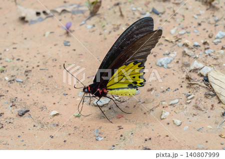 a butterfly feeding on the sand floor a butterfly feeding on the sand floor 140807999