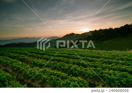 sunset at strawberry field on a hill in northern of thailand sunset at strawberry field on a hill in northern of thailand 140808008