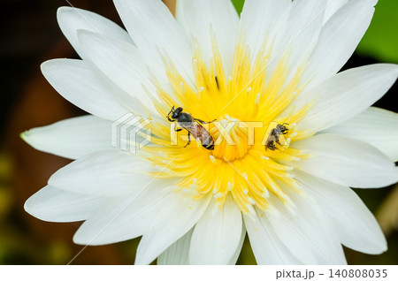 bee with lotus bee with lotus 140808035