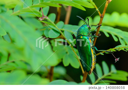A metallic wood-boring beetle, Jewel beetle, Buprestid (Sternocera aequisignata) in nature A metallic wood-boring beetle, Jewel beetle, Buprestid (Sternocera aequisignata) in nature 140808038