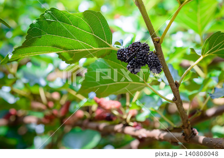 mulberry ready to eat on trees mulberry ready to eat on trees 140808048