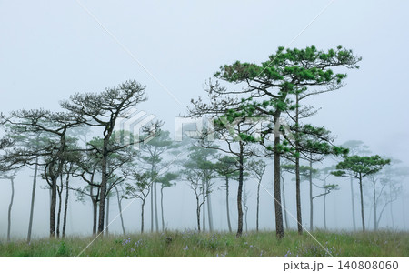 thai's pine wood with foggy scene in evening before sunset after a heavy rain thai's pine wood with foggy scene in evening before sunset after a heavy rain 140808060