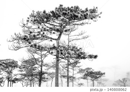 a back-and-white photograph of pine wood with the foggy scene in the evening before sunset after a heavy rain a back-and-white photograph of pine wood with the foggy scene in the evening before sunset after a heavy rain 140808062