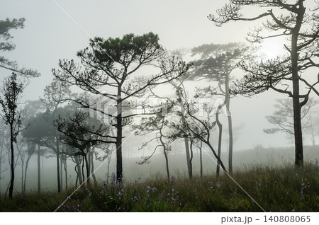 thai's pine wood with foggy scene in evening before sunset after a heavy rain thai's pine wood with foggy scene in evening before sunset after a heavy rain 140808065