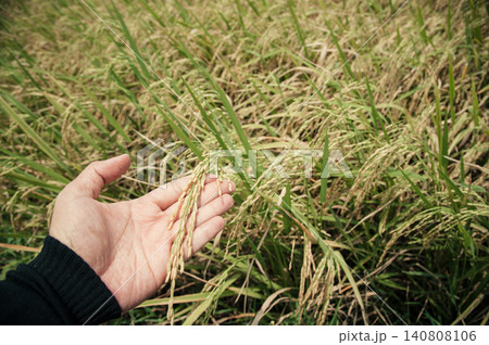 hand of  Thai's farmer with ear of rice to care about disease 140808106