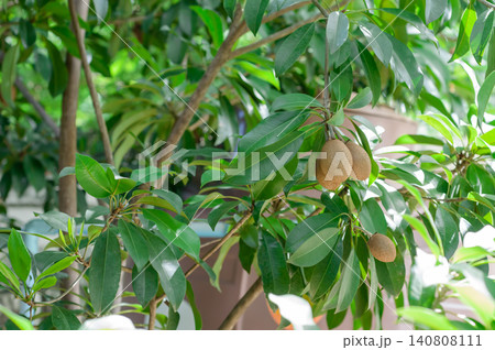 many sapodilla fruits on their tree that almost ready to be picked. many sapodilla fruits on their tree that almost ready to be picked. 140808111