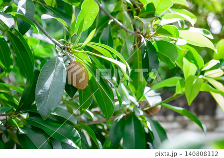 many sapodilla fruits on their tree that almost ready to be picked. 140808112