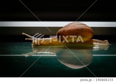 a small snail walks slowly past the mirror floor with a reflection shadow in the dark background a small snail walks slowly past the mirror floor with a reflection shadow in the dark background 140808133