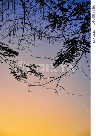 silhouette tree branches in twilight sky with graduated blue-orange color that looked scary and suited for halloween background or some horror picture in vertical scenephoto with gain and noise silhouette tree branches in twilight sky with graduated blue-orange color that looked scary and suited for halloween background or some horror picture in vertical scenephoto with gain and noise 140808166