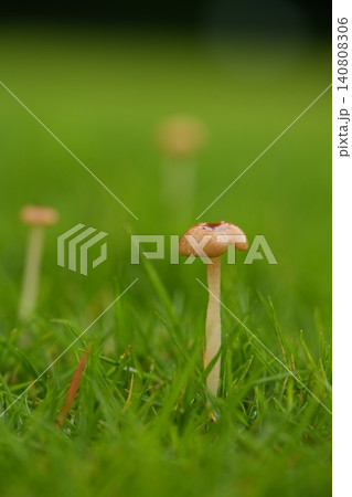 芝生の中の白いキノコ 芝生の中の白いキノコ 140808306