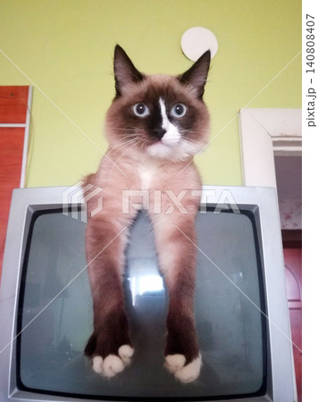 pedigreed mekong bobtail cat sits on an old gray tv and hung its paws against a green wall pedigreed mekong bobtail cat sits on an old gray tv and hung its paws against a green wall 140808407