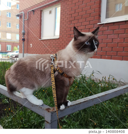 pedigreed mekong bobtail cat balances on a metal lawn fence in the courtyard of a house on a walk pedigreed mekong bobtail cat balances on a metal lawn fence in the courtyard of a house on a walk 140808408