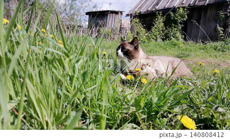 mekong bobtail cat lies in green grass with yellow dandelions near an old shed mekong bobtail cat lies in green grass with yellow dandelions near an old shed 140808412