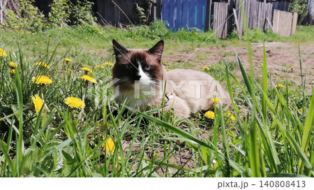 tailless mekong bobtail cat lies among grass and dandelions against a fence tailless mekong bobtail cat lies among grass and dandelions against a fence 140808413
