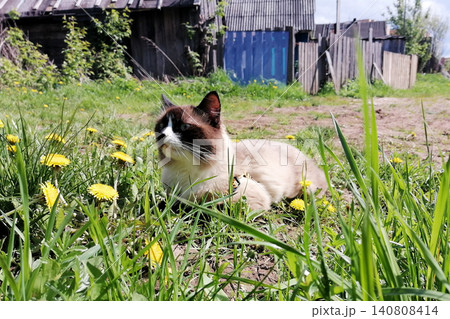mekong bobtail breed cat lies in profile on grass with dandelions near a fence mekong bobtail breed cat lies in profile on grass with dandelions near a fence 140808414