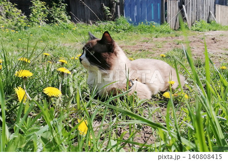 mekong bobtail cat lies in green grass and looks left past the camera mekong bobtail cat lies in green grass and looks left past the camera 140808415