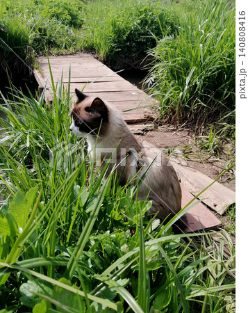mekong bobtail cat sits in the grass by a wooden bridge over a creek outside mekong bobtail cat sits in the grass by a wooden bridge over a creek outside 140808416