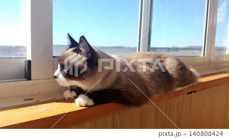 domestic cat mekong bobtail lies on a wooden window sill of a balcony and looks out the window 140808424