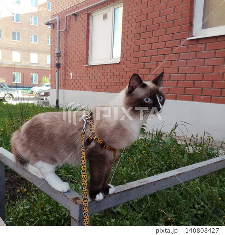 tailless mekong bobtail cat stands on a metal lawn fence in the courtyard of a house in a harness tailless mekong bobtail cat stands on a metal lawn fence in the courtyard of a house in a harness 140808427