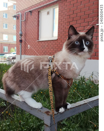 domestic mekong bobtail in a harness stands on a iron fence near a brick house on the street domestic mekong bobtail in a harness stands on a iron fence near a brick house on the street 140808435