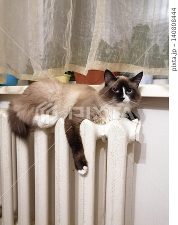 domestic tailless cat lies spreading its paw on an old white cast iron battery 140808444