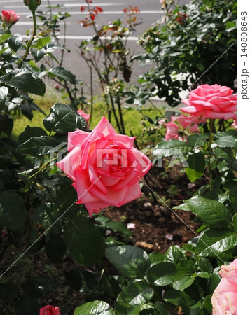 ​初夏のバラ園に美しく咲く大輪のピンクの薔薇 140808643