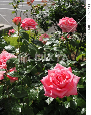 ​バラ園で陽の光を浴びて輝くピンクの薔薇 140808644