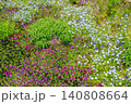 紫色と青の花が咲く花壇 140808664