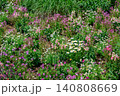春の花壇に咲く紫色と白色の花 140808669