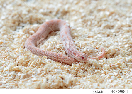 Close-up of a Subzero Conda Western Hognose snake (Super Arctic Conda Albino) coiled on wood shavings substrate. 140809061