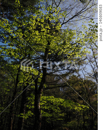 青空に芽吹く萌黄色の若葉 ― 大台ヶ原の新緑 青空に芽吹く萌黄色の若葉 ― 大台ヶ原の新緑 140809083