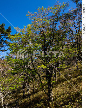 紺碧の空に立つ新緑の一本木 ― 大台ヶ原 紺碧の空に立つ新緑の一本木 ― 大台ヶ原 140809093