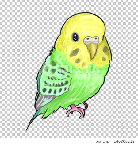 Budgerigar 1 Budgerigar 1 140809218