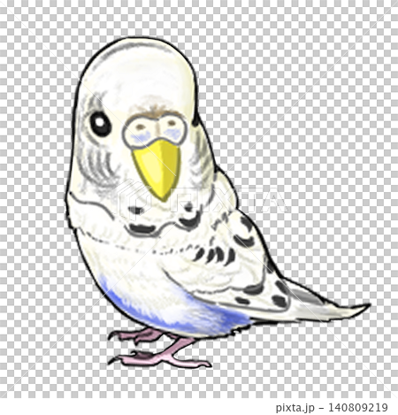 Budgerigar 2 Budgerigar 2 140809219