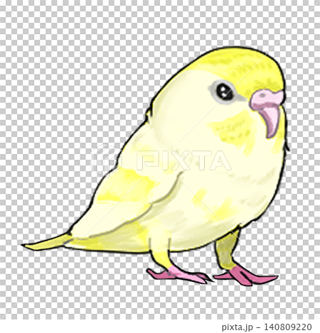 Budgerigar 3 Budgerigar 3 140809220