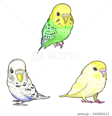 セキセイインコ セット 140809221