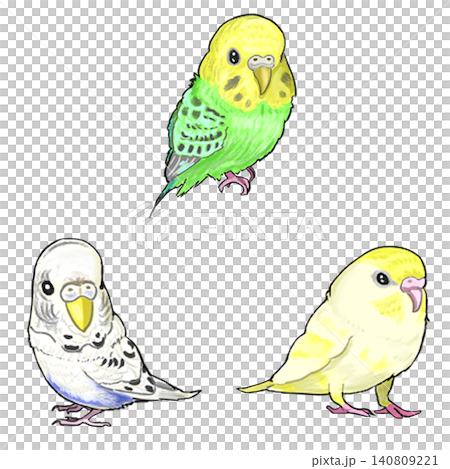 セキセイインコ セット 140809221