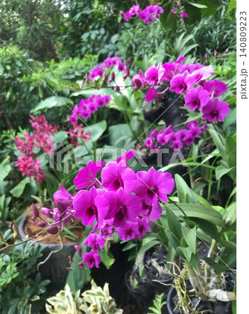 ビビットピンクな蘭の花 140809223