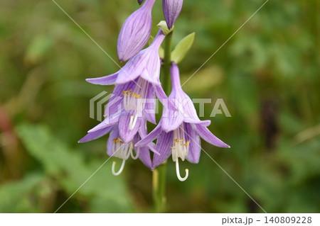 コバギボウシの花咲く コバギボウシの花咲く 140809228