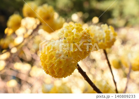 かんざしのようなミツマタの花 かんざしのようなミツマタの花 140809233