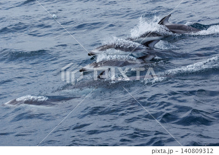 【青森県むつ市】陸奥湾に躍るカマイルカの群れ・脇野沢イルカウォッチング 【青森県むつ市】陸奥湾に躍るカマイルカの群れ・脇野沢イルカウォッチング 140809312