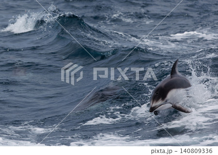 【青森県むつ市】陸奥湾に躍るカマイルカの群れ・脇野沢イルカウォッチング 【青森県むつ市】陸奥湾に躍るカマイルカの群れ・脇野沢イルカウォッチング 140809336