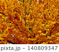 紅葉した銀杏の木 140809347