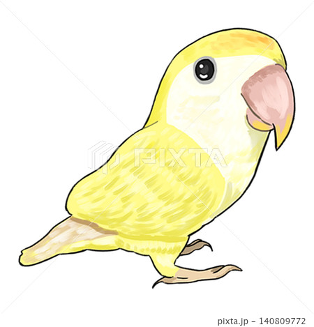 コザクラインコ2 コザクラインコ2 140809772