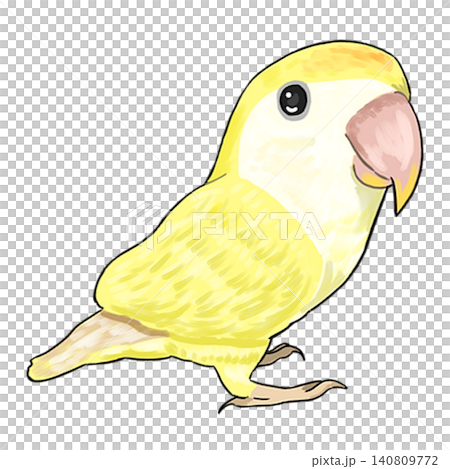 コザクラインコ2 コザクラインコ2 140809772