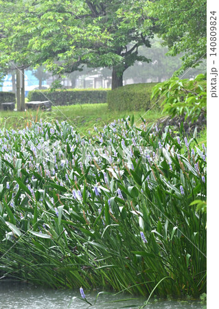 池田湖公園/Ikeda lake(長崎県大村市) 池田湖公園/Ikeda lake(長崎県大村市) 140809824
