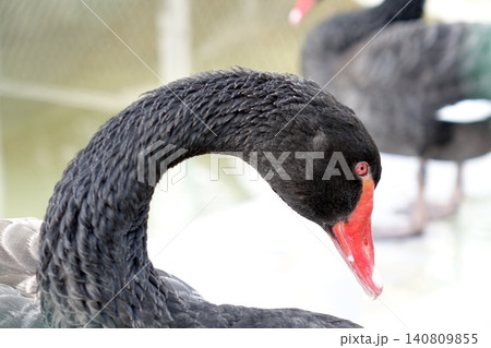 赤いくちばしが美しい黒鳥のクローズアップ 赤いくちばしが美しい黒鳥のクローズアップ 140809855