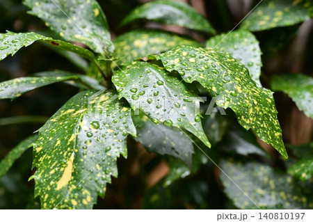 アオキ(フイリアオキ:Aucuba japonica)雨の日 アオキ(フイリアオキ:Aucuba japonica)雨の日 140810197